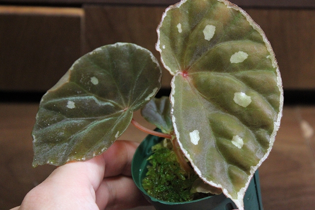 ベゴニア Begonia sp.Sarawak – 熱帯植物.com